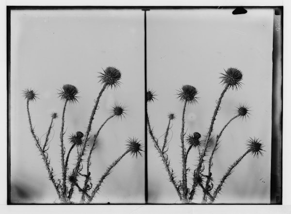 Photograph of Palestinian wildflower